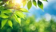 blurred bokeh portrait background of fresh green spring summer foliage of tree leaves with blue sky and sun flare illustration