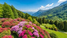 Aerial View Of Colorful Blooming Rhododendron Shrubs Among The Trees In The Oasi Zegna Natural Area And Tourist Attraction In The Province Of Biella Piedmont Italy