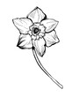 Spring isolated flower daffodil in full bloom drawn by ink on white. For create floral card, textile print, embroidery, pillows, napkins, packaging, wedding invitation, Easter greeting card.