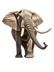 Elephant PNG 