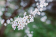 © Inna - Beautiful branch with white blossom in a spring garden.
