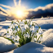 White snowdrops in the snow in a sunny meadow in spring