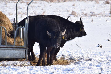 Wall Mural - water buffalo in the fresh snow