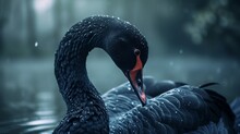 A Black Swan With A Red Beak