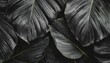 textures of abstract black leaves for tropical leaf background flat lay dark nature concept tropical leaf digital