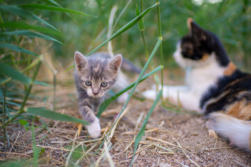 Wall Mural - Portrait of a cute little kitten walk near resting cat mom. Domestic lovely cats. Charming baby animal.