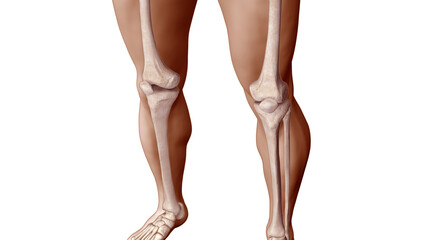 Wall Mural - Medical Illustration of Leg Region of the Human Male Body