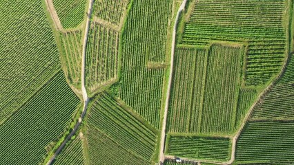 Wall Mural - Green Alsatian vineyards at the foot of mountains and forests, in Europe, France, Alsace, Bas Rhin, towards Strasbourg, in summer, on a sunny day.