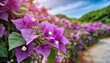 purple bougainvillea tropical flower bush climbing vine landscape garden plant growing in wild with fresh and some dried flower petals