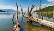 dried tree trunks flooded with water destruction of nature