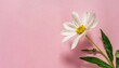 beautiful spring flower on a pink background summer aesthetic nature flying concept