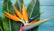 tropical exotic flower closeup of bird of paradise or strelitzia reginae bouquet blooming on blue leaf background