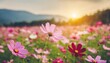 landscape nature background of beautiful pink and red cosmos flower field with sunset vintage color tone