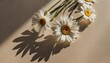 elegant aesthetic chamomile daisy flowers pattern with sunlight shadows on neutral beige background with copy space