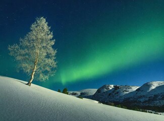 Poster - Snowy hill with tree and Northern Lights in the sky. Winter landscape wallpaper.