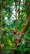 Małpka małpa na drzewie natura Tajlandia