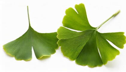 Wall Mural - ginkgo biloba leaves isolated on white background