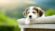 © seven sheep - 目を閉じて眠そうな表情の犬。お昼寝する犬。犬の様子に癒される。A dog with a sleepy expression with its eyes closed. A dog taking a nap. I am comforted by the dog's behavior.