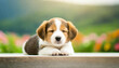 © seven sheep - A dog with a sleepy expression with its eyes closed. A dog taking a nap. I am comforted by the dog's behavior.