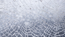  A Delicate And Intricate Spider Web Is Covered In Morning Dew, Glistening In The Sunlight