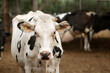 A close-up photo of a young white cow with black spots. The topic of animal husbandry, animal care and agriculture