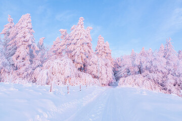 Wall Mural - Amazing sunrise. Winter forest. Natural landscape with beautiful pink sky. Snowy background. Location place the Carpathian, Ukraine, Europe.