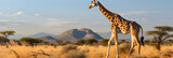 Giraffe in the Savannah: A Majestic Display of Nature's Unfading Charm and Beauty