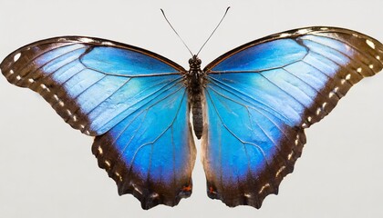 Wall Mural - png flying blue morpho butterfly with open wings isolated on transparent background