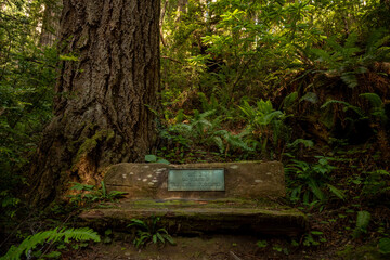 Sticker - Memorial Bench Made of Worn Wood And Covered In Moss