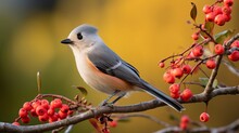Tufted Titmouse (Baeolophus Bicolor) Perched On A Branch With Berries