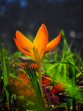 Fototapeta Na ścianę - Yellow wild crocus and fresh green grass on beautiful spring morning with sunlight and morning dew in the forest