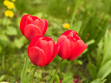 Fototapeta Tulipany - Improwizacja kwiatowa.