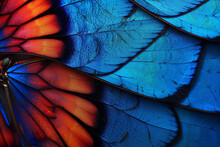 Detail Of Morpho Butterfly Wing