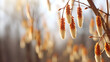 close up of willow catkins on a blurred forest background
