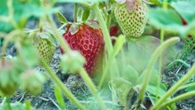 The Garden Strawberry (Fragaria Ananassa) Is A Widely Grown Hybrid Species Of The Genus Fragaria, Collectively Known As The Strawberries, Which Are Cultivated Worldwide For Their Fruit.