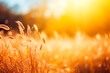 Golden light bathes a field of tall grass, creating a warm, tranquil autumn scene.