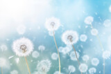 Fototapeta Dmuchawce - Whimsical dandelions with seeds blowing in the wind, symbolizing change and growth.