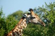 Close up of giraffe head close to acacia tree