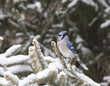 A bluejay perched in a snow covered pine tree branch