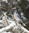 A bluejay perched in a snow covered pine tree branch