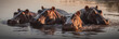 Banner Nilpferde im Wasser, Nilpferde in einem Fluss