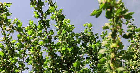 Wall Mural - green berries on gooseberry bushes against a blue sky background, green foliage and unripe gooseberry fruits