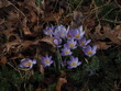 first crocuses in late winter
