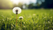 A lone dandelion in a field of grass.