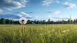 A lone dandelion in a field of grass.