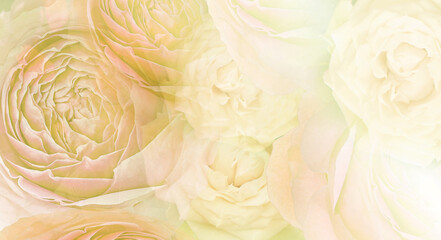  Roses flowers. Floral spring background. Close-up. Nature.