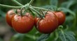  Freshly harvested cherry tomatoes ready for market