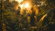 Workers gather ripe cannabis buds during the harvest season