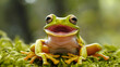 a close-up of a frogs mouth plagued by stomatitis, Dumpy frog 