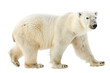 White Polar Bear Isolated on a Transparent PNG Background